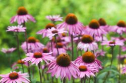 Bunga Echinacea - menanam dan merawat di ladang terbuka. Penanaman echinacea dari biji, kaedah pembiakan. Penerangan, jenis. Gambar