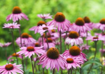 Echinacea blomma - plantering och vård i det öppna fältet. Odling av echinacea från frön, reproduktionsmetoder. Beskrivning, typer. Ett foto