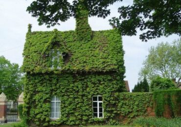 Grönare fasaden på huset