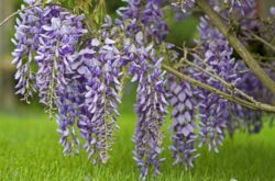 Loji Wisteria