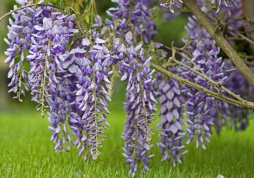 Loji Wisteria