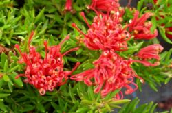 Grevillea - penjagaan di rumah. Penanaman, pemindahan dan pembiakan Grevillea. Penerangan, jenis. Gambar