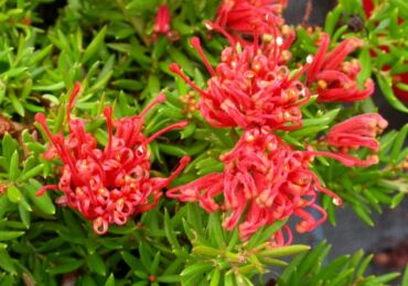 Grevillea - penjagaan di rumah. Penanaman, pemindahan dan pembiakan Grevillea. Penerangan, jenis. Gambar