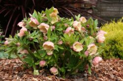 Loji Hellebore