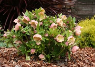 Loji Hellebore