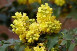 Magonia - plantering och vård i det öppna fältet. Odling av Mahonia holly, reproduktionsmetoder. Beskrivning, typer. Ett foto