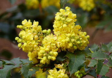 Magonia - penanaman dan penjagaan di ladang terbuka. Penanaman holly Mahonia, kaedah pembiakan. Penerangan, jenis. Gambar