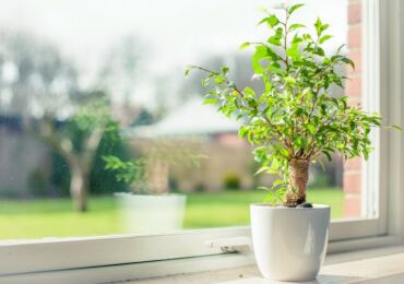 Vilken inomhusblomma är bättre att ge? Hur man väljer en blomma till en gåva, vilka blommor kan inte ges