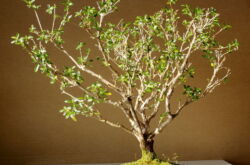 Serissa - penjagaan di rumah. Penanaman Serissa, bonsai, pemindahan dan pembiakan. Penerangan. Gambar