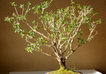 Serissa - penjagaan di rumah. Penanaman Serissa, bonsai, pemindahan dan pembiakan. Penerangan. Gambar