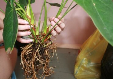 Cara pemindahan anthurium dengan betul di rumah