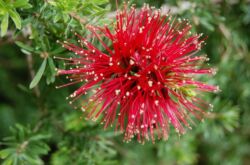 Callistemon - hemvård. Callistemon odling, transplantation och reproduktion. Beskrivning, typer. Ett foto