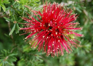 Callistemon - penjagaan di rumah. Penanaman, pemindahan dan pembiakan Callistemon. Penerangan, jenis. Gambar