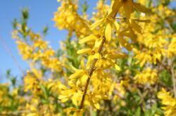 Forsythia - plantering och vård i det öppna fältet. Växande forsythia, avelsmetoder. Beskrivning, typer. Ett foto