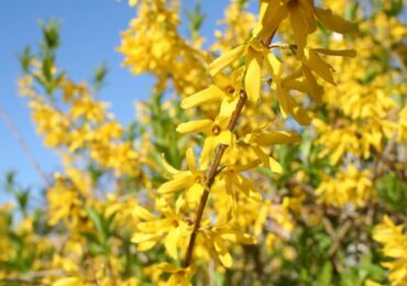 Forsythia - menanam dan merawat di ladang terbuka. Membesar forsythia, kaedah pembiakan. Penerangan, jenis. Gambar