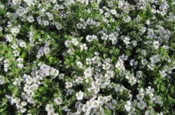 Gypsophila blomma - plantering och vård i det öppna fältet. Växande gypsophila från frön, reproduktionsmetoder. Beskrivning, typer. Ett foto