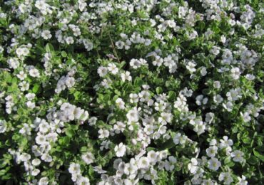 Bunga Gypsophila - menanam dan merawat di ladang terbuka. Tumbuh gypsophila dari biji, kaedah pembiakan. Penerangan, jenis. Gambar