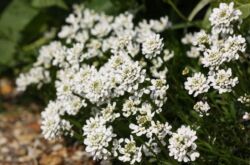 Iberisblomma - plantering och vård i det öppna fältet. Växande Iberis från frön, reproduktionsmetoder. Beskrivning, typer. Ett foto