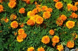 Bunga marigold - menanam dan merawat di ladang terbuka. Tumbuh marigold dari biji, kaedah pembiakan. Penerangan, jenis. Gambar