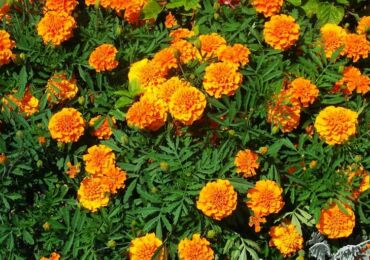 Bunga marigold - menanam dan merawat di ladang terbuka. Tumbuh marigold dari biji, kaedah pembiakan. Penerangan, jenis. Gambar