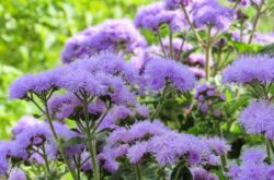 Ageratum växt