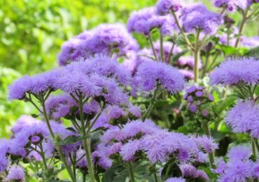 Ageratum växt