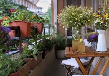 Klättringsväxter för balkongen: snabbt växande, fleråriga blommor och årliga blommor