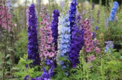 Delphinium - plantering och vård i det öppna fältet. Odling av en delphinium från frön, reproduktionsmetoder. Beskrivning, typer. Ett foto