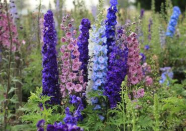 Delphinium - plantering och vård i det öppna fältet. Odling av en delphinium från frön, reproduktionsmetoder. Beskrivning, typer. Ett foto