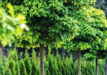 Pokok spektakuler dengan mahkota bulat di lanskap taman