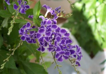 Duranta - penjagaan rumah. Penanaman durian, pemindahan dan pembiakan. Penerangan, jenis. Gambar