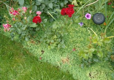 Lågväxande fleråriga blommor som är resistenta mot trampning