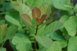 Skumpia - penanaman dan penjagaan di ladang terbuka. Penanaman scumpia, kaedah pembiakan. Penerangan, jenis. Gambar