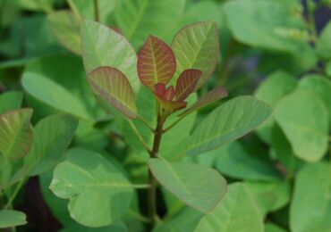 Skumpia - penanaman dan penjagaan di ladang terbuka. Skumpia yang semakin meningkat, kaedah pembiakan. Penerangan, jenis. Gambar