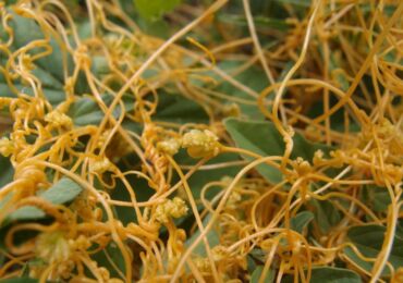 Parasit Dodder: cara melawan, cara menghilangkan kebun. Penerangan, jenis. Gambar