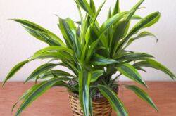 Dracaena wangi - penjagaan rumah. Penanaman dracaena wangi, pemindahan dan pembiakan. Penerangan. Gambar