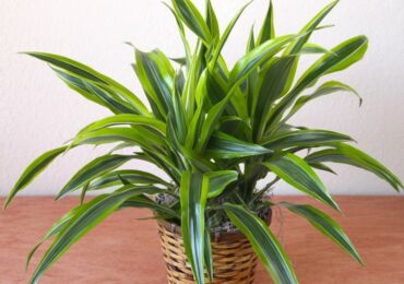 Doftande dracaena - hemvård. Odling av doftande dracaena, transplantation och reproduktion. Beskrivning. Ett foto