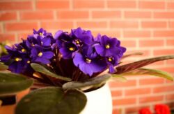 Violet di rumah adalah tanda: baik dan buruk. Takhayul yang berkaitan dengan tumbuh-tumbuhan violet