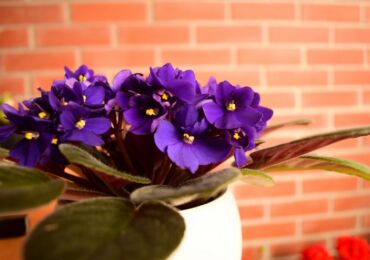 Violet di rumah adalah tanda: baik dan buruk. Takhayul yang berkaitan dengan tumbuh-tumbuhan violet