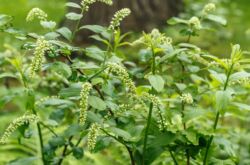 Itea virginskaya - menanam dan merawat di ladang terbuka. Penanaman Itea, kaedah pembiakan. Penerangan, jenis. Gambar