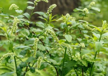 Itea virginskaya - menanam dan merawat di ladang terbuka. Penanaman Itea, kaedah pembiakan. Penerangan, jenis. Gambar