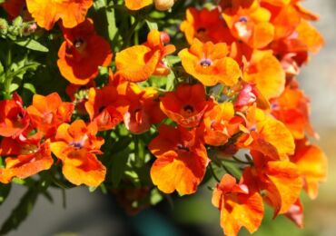 Nemesia - plantering och vård i det öppna fältet. Växande nemesia från frön, reproduktionsmetoder. Beskrivning, typer. Ett foto