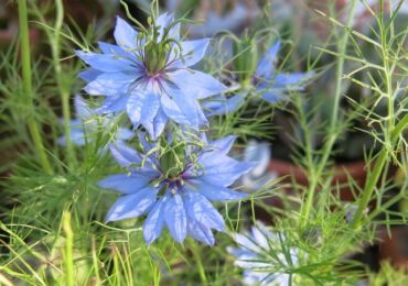 Nigella - menanam dan dandanan di luar rumah. Tumbuh nigella dari biji, kaedah pembiakan. Penerangan, jenis. Gambar