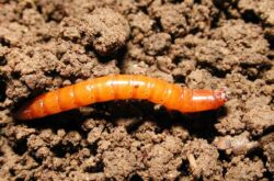 Wireworm - cara menyingkirkan taman, dana dan persiapan. Melawan kentang cacing dan wortel