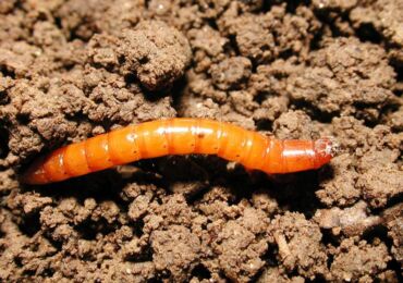 Wireworm - cara menyingkirkan taman, dana dan persiapan. Melawan kentang cacing dan wortel