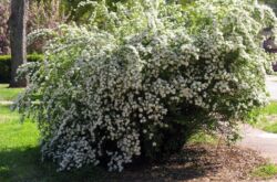 Spirea - plantering och vård i det öppna fältet. Växande spirea från frön, reproduktionsmetoder. Beskrivning, typer. Ett foto