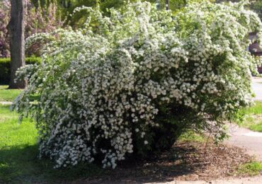 Spirea - plantering och vård i det öppna fältet. Växande spirea från frön, reproduktionsmetoder. Beskrivning, typer. Ett foto