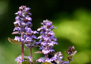 Ihärdig krypning - plantering och vård i det öppna fältet. Växer ihärdigt från frön, reproduktionsmetoder. Beskrivning, typer. Ett foto