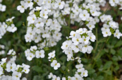 Arabis (Rezuha) - menanam dan merawat di kawasan lapang. Tumbuh Arab dari biji, kaedah pembiakan. Penerangan, jenis. Gambar