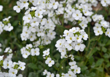 Arabis (Rezuha) - menanam dan merawat di kawasan lapang. Tumbuh Arab dari biji, kaedah pembiakan. Penerangan, jenis. Gambar